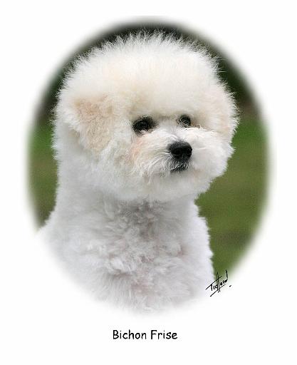 Bichon 9Y362D-058.jpg